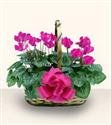 Eviniz iin ss iekleri resimdeki iek , Cyclamen 