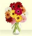 Vazo ierisinde 15 adet gerbera 