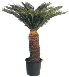Eviniz iin ss iekleri resimdeki iek , cycas